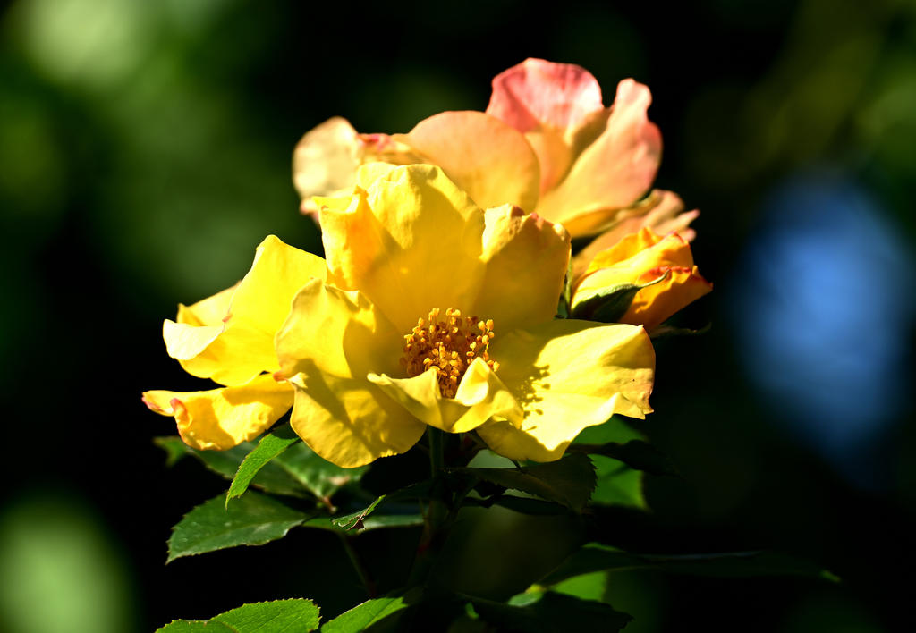 ROY_9294.jpg