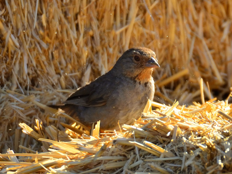 ROY_9344.JPG