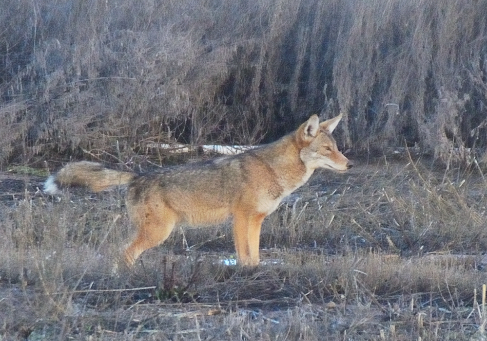 ROY_9443.JPG