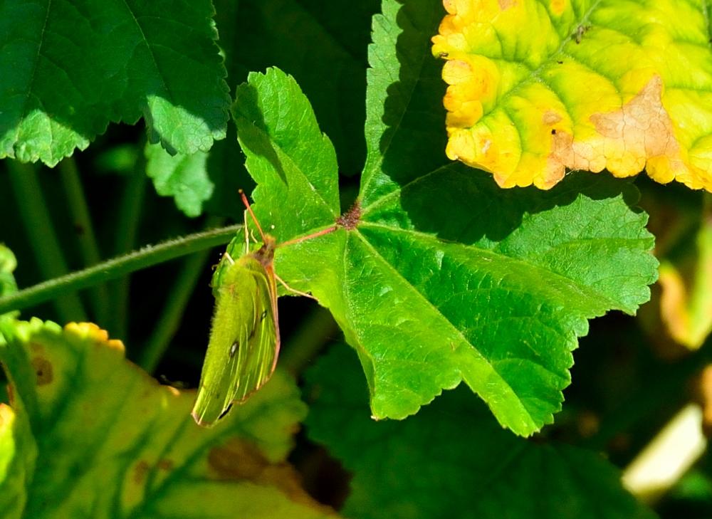 ROY_9570.JPG
