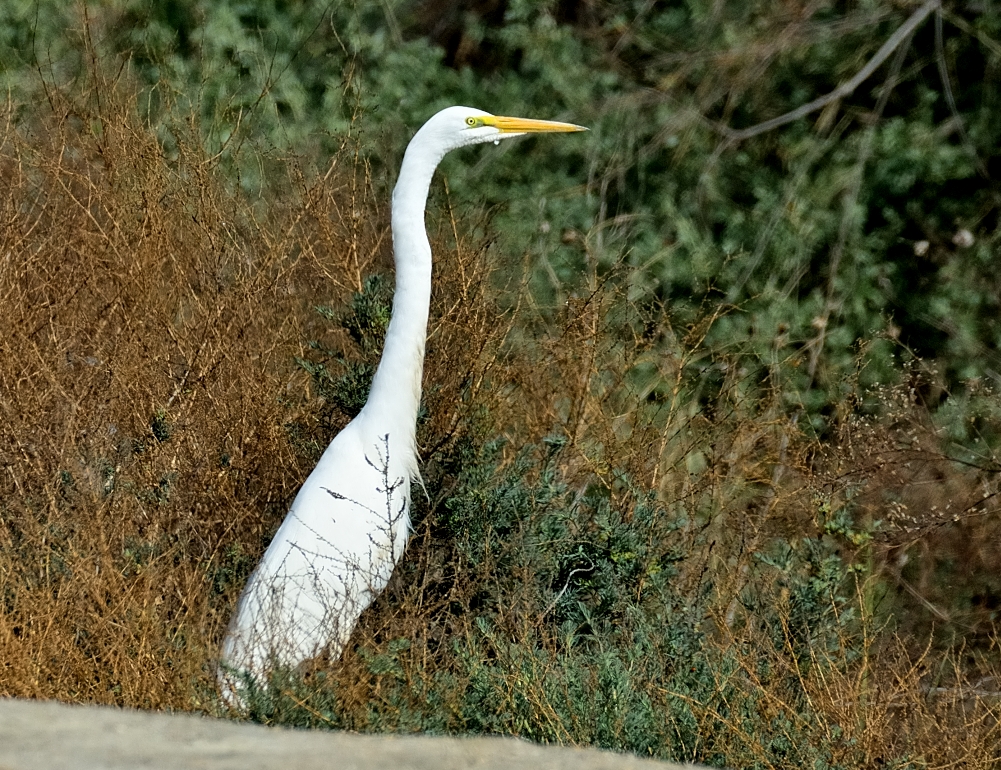 ROY_9580.JPG