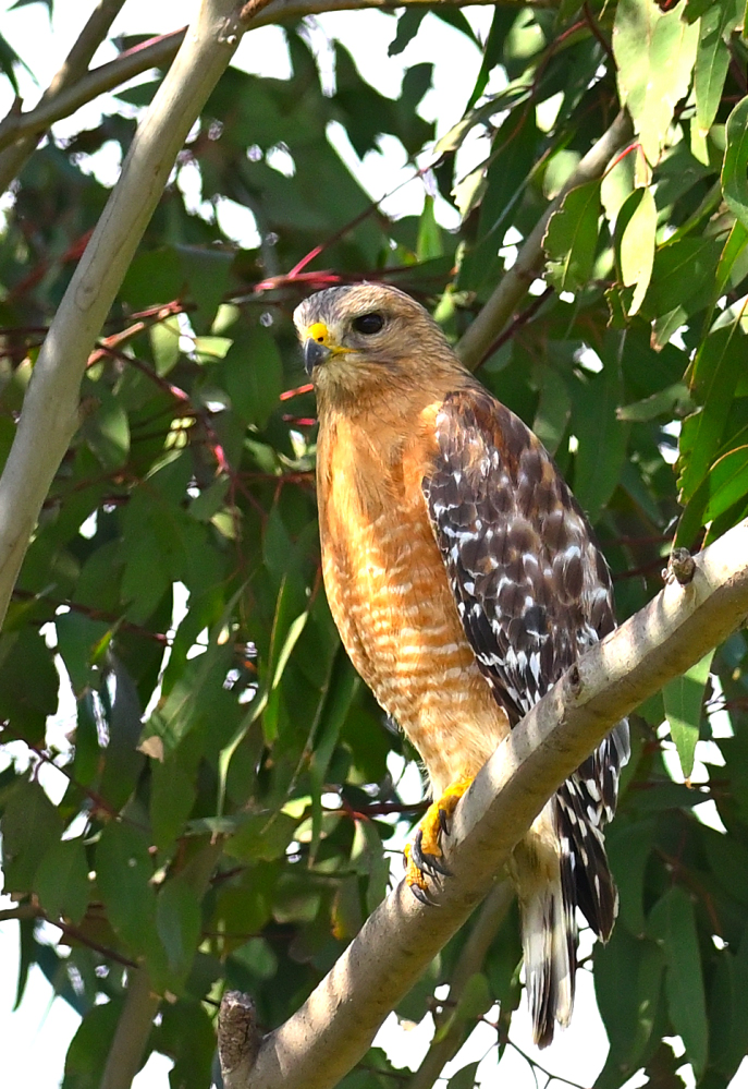 ROY_9681.JPG