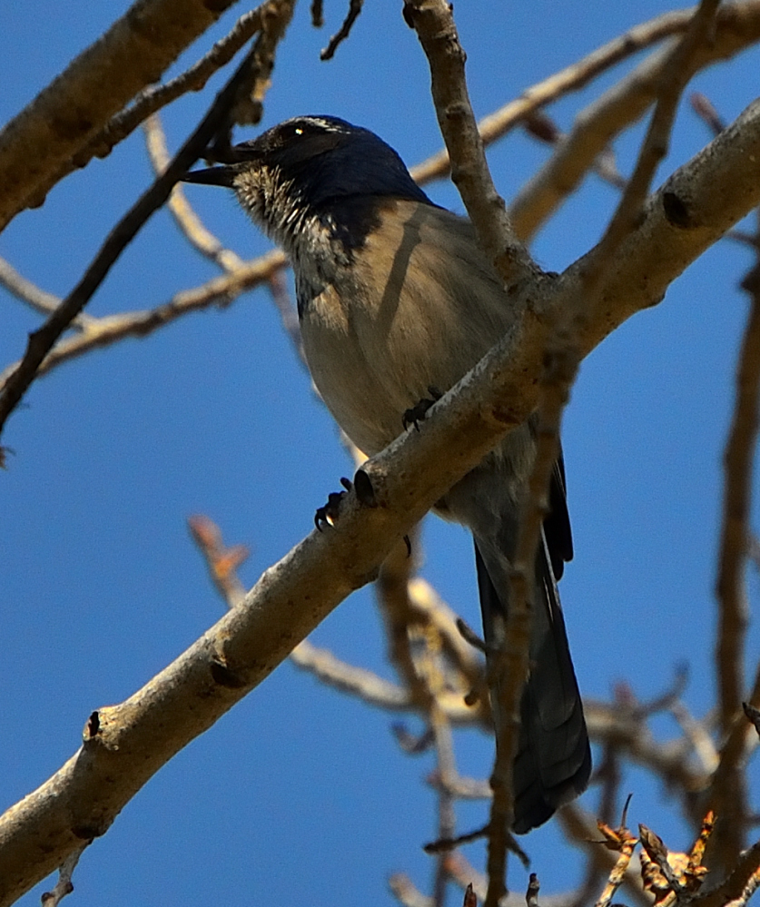 ROY_9689.JPG