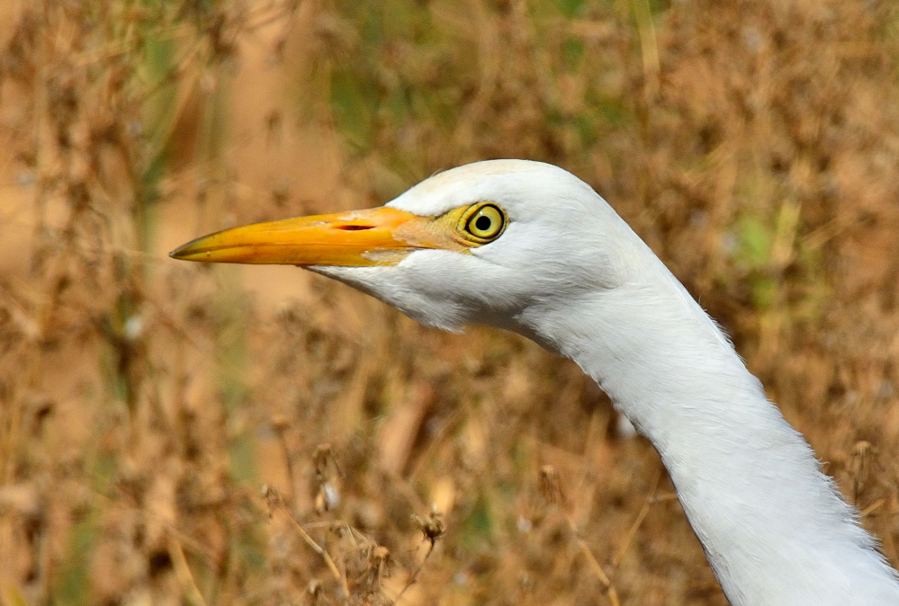 ROY_9870.JPG