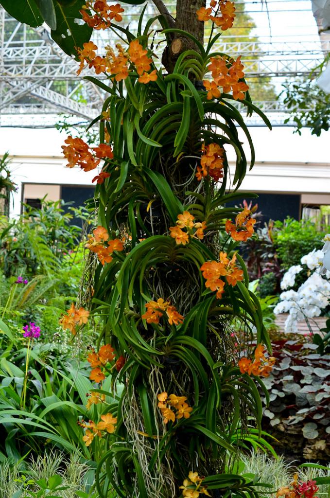 royalflora-18.jpg