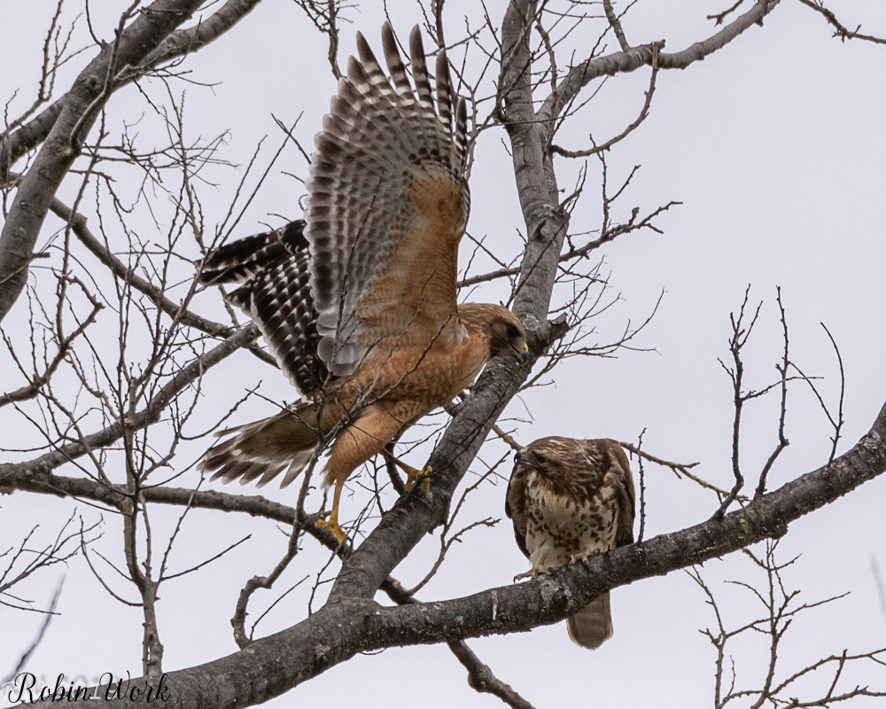 RS Hawks mate-8128.jpg