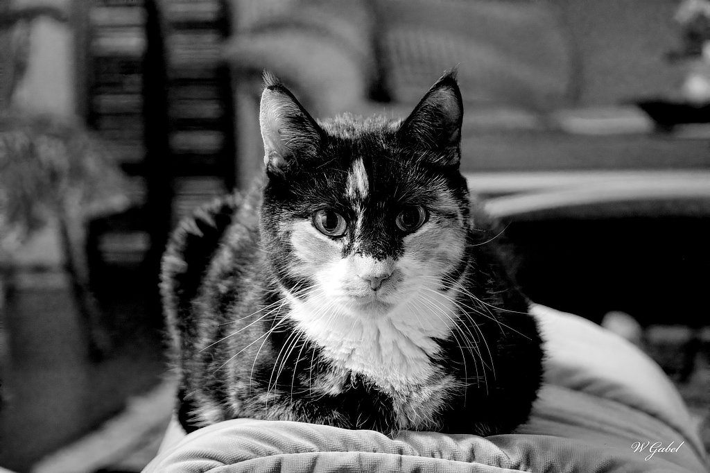 ruby-cat-sm-jpg.402986