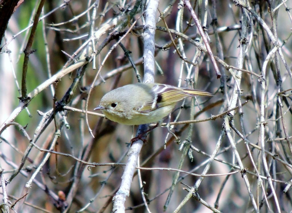 Ruby-crowned Kinglet.jpg
