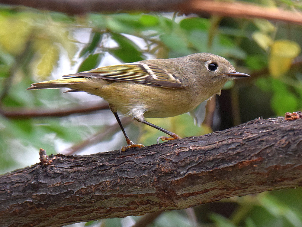 RubyCrownedKinglet.jpg