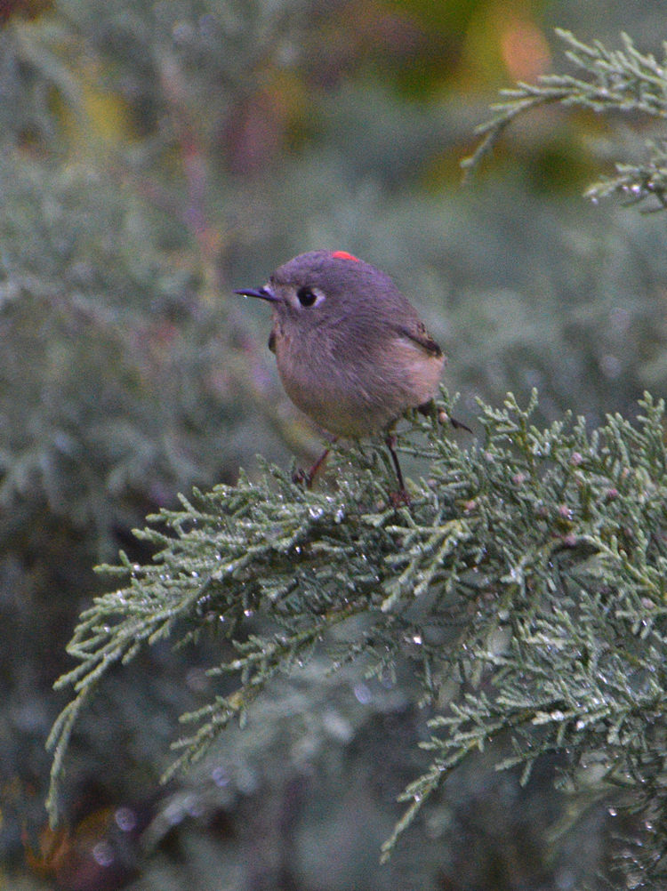 RubyCrownedKinglet.jpg
