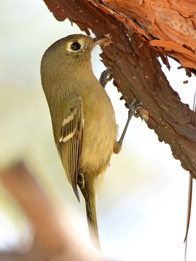RubyCrownedKinglet.jpg