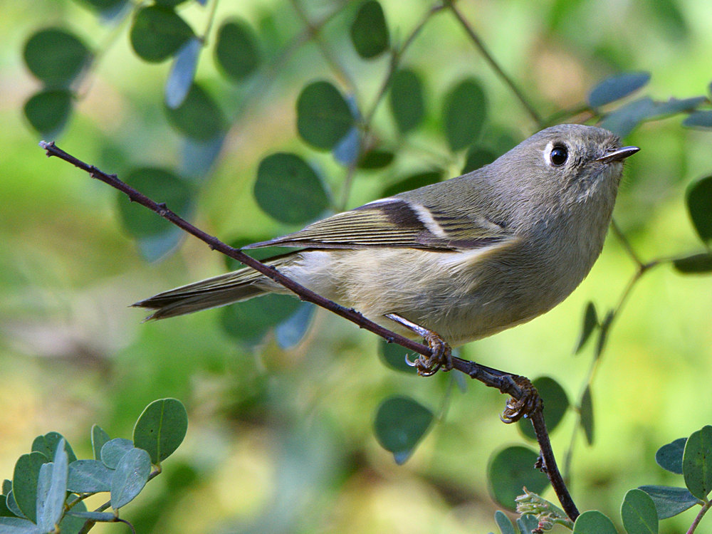 RubyCrownedKinglet.jpg
