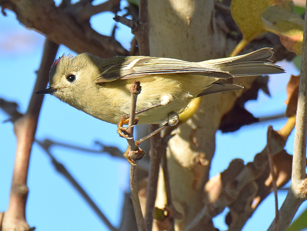 RubyCrownedKinglet2.jpg