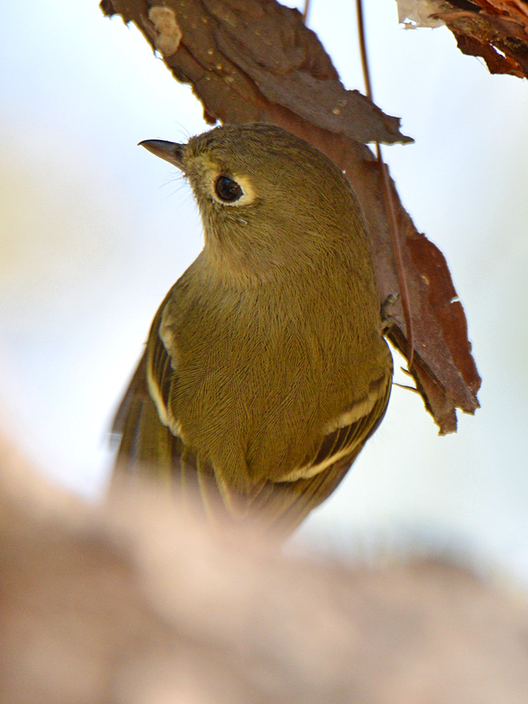 RubyCrownedKinglet2.jpg