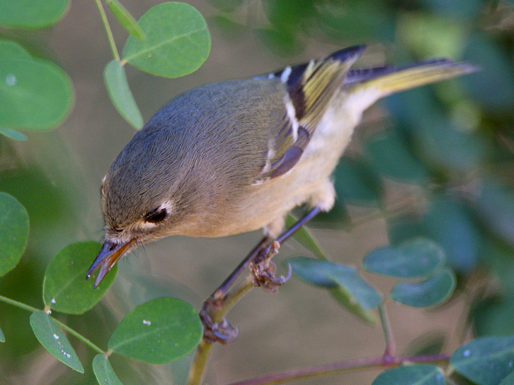 RubyCrownedKinglet2.jpg