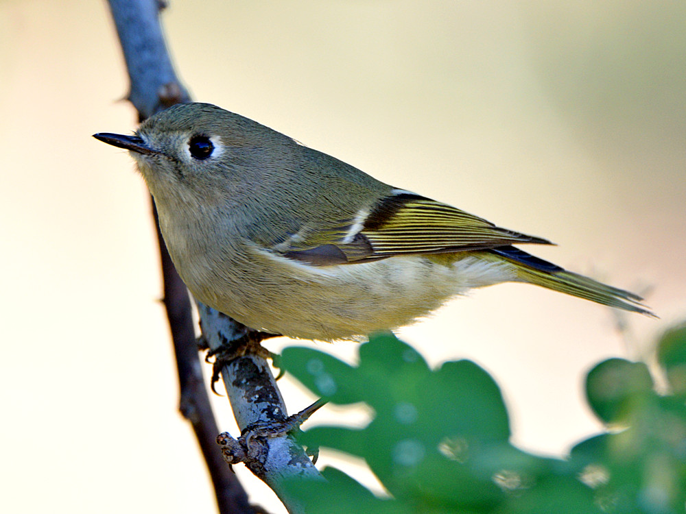 RubyCrownedKinglet3.jpg