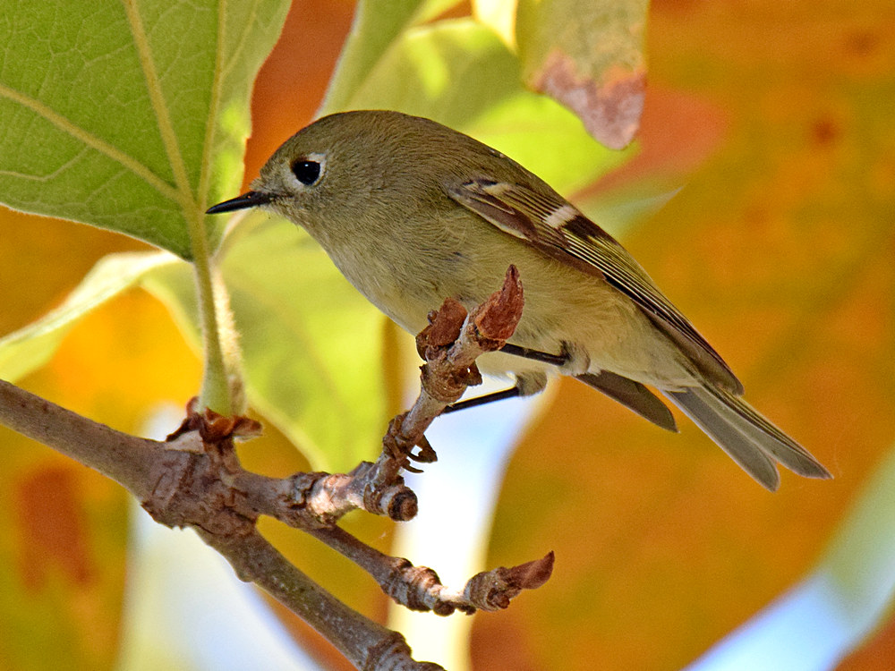 RubyCrownedKinglet4.jpg