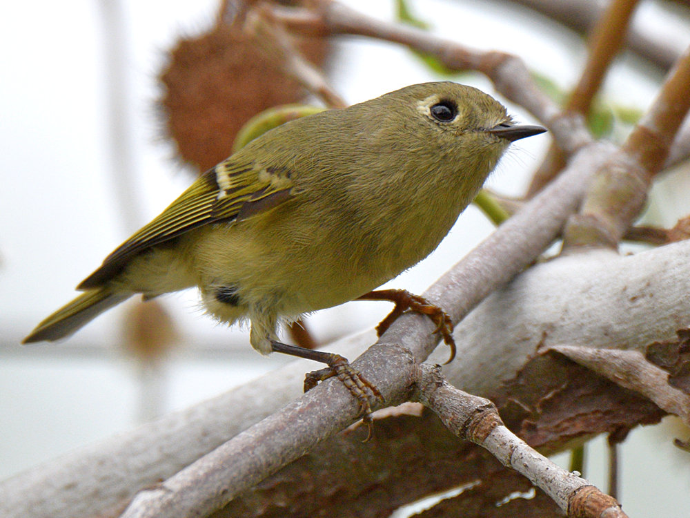 RubyCrownKinglet.jpg
