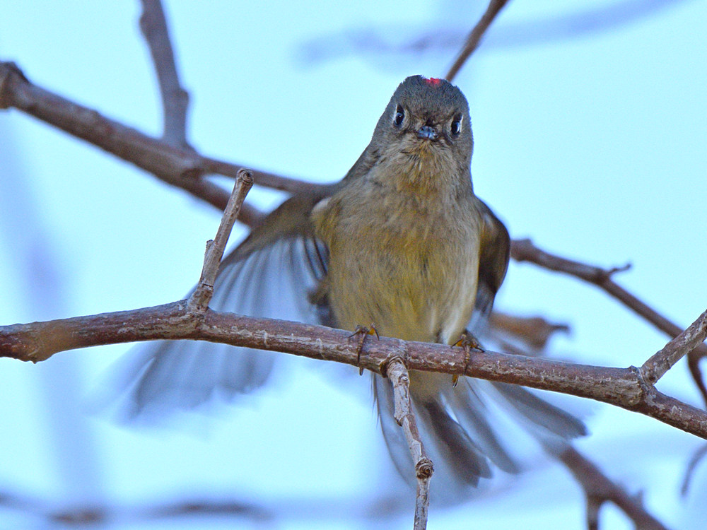RubyCrownKinglet.jpg