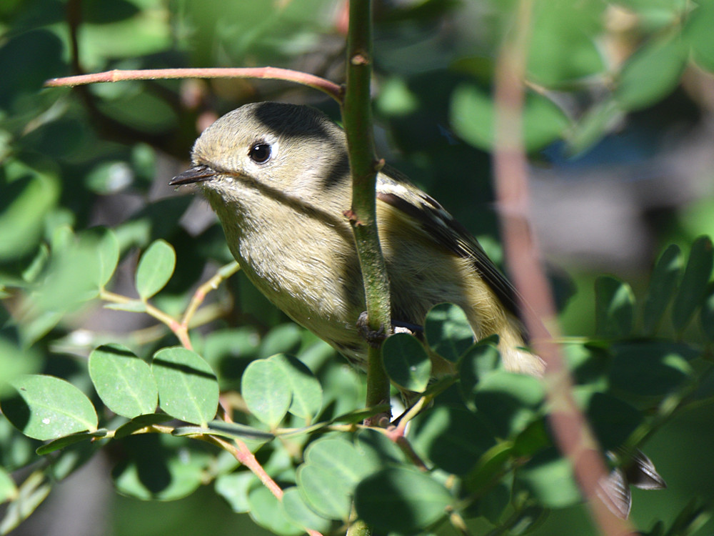RubyCrownKinglet.jpg