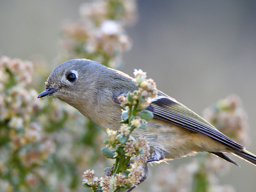RubyCrownKinglet.jpg