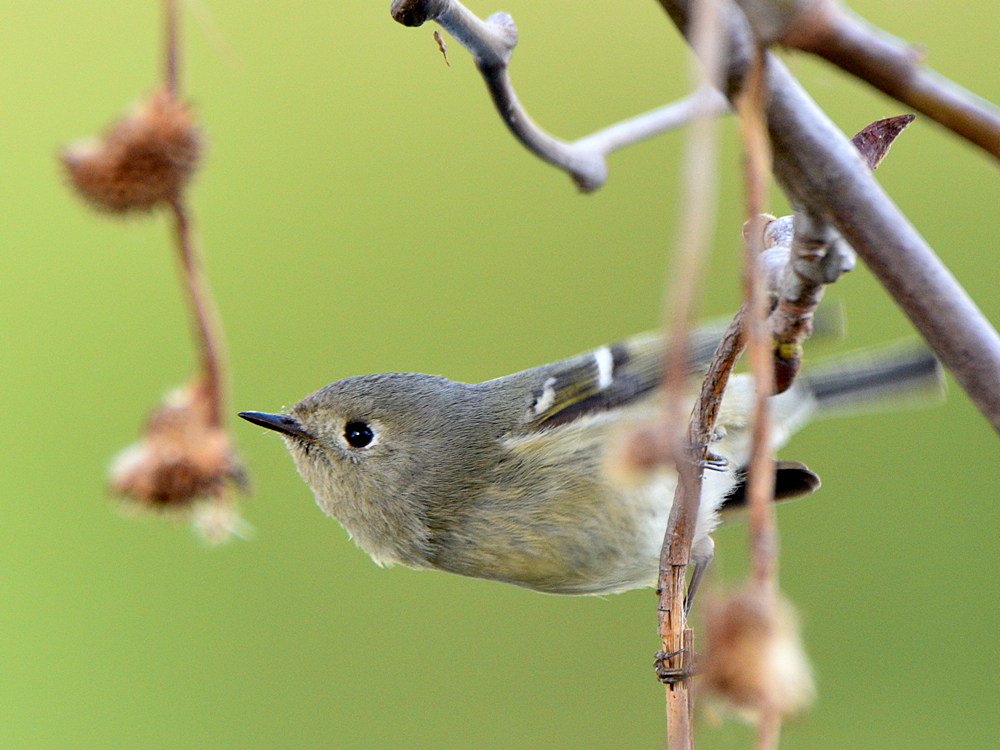 RubyCrownKinglet.jpg