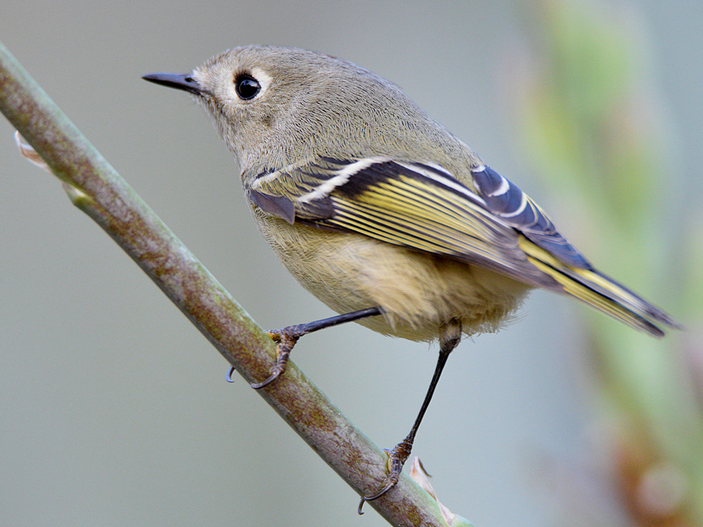 RubyCrownKinglet.jpg