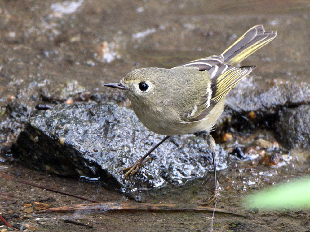 RubyCrownKinglet.jpg