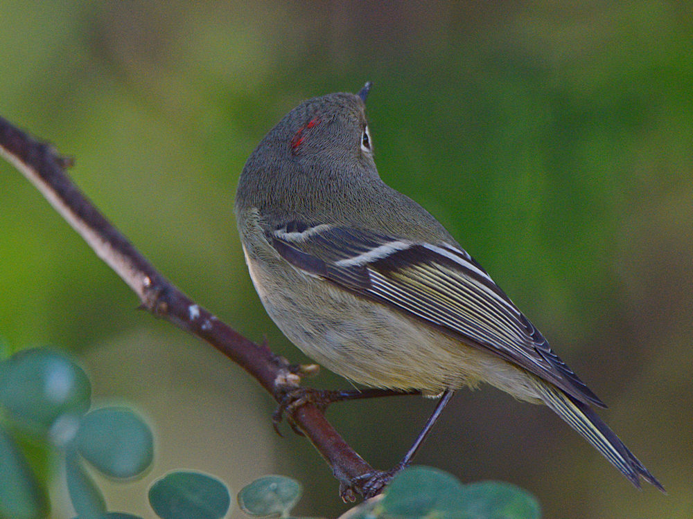 RubyCrownKinglet.jpg