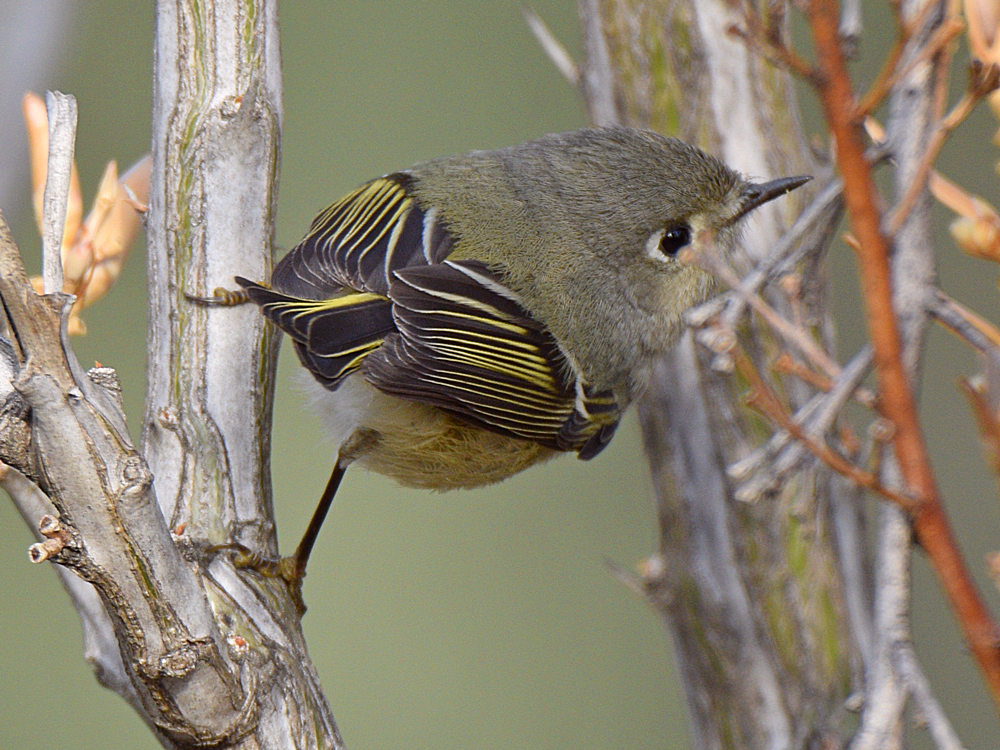 RubyCrownKinglet.jpg