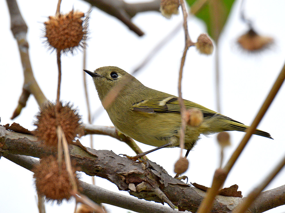 RubyCrownKinglet2.jpg
