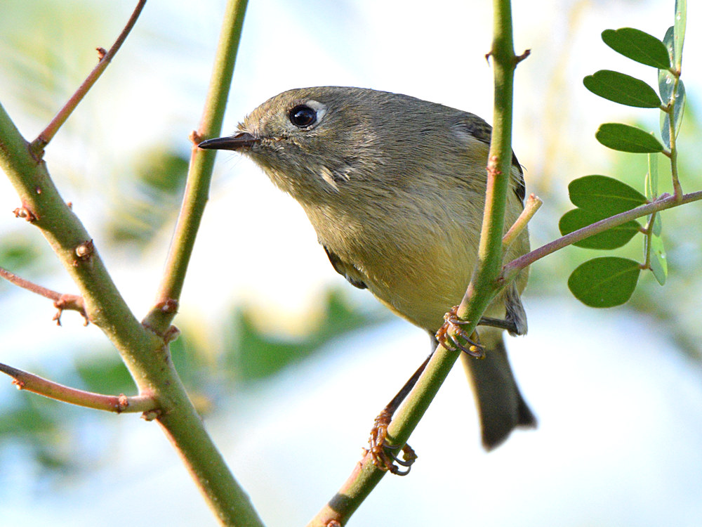 RubyCrownKinglet2.jpg