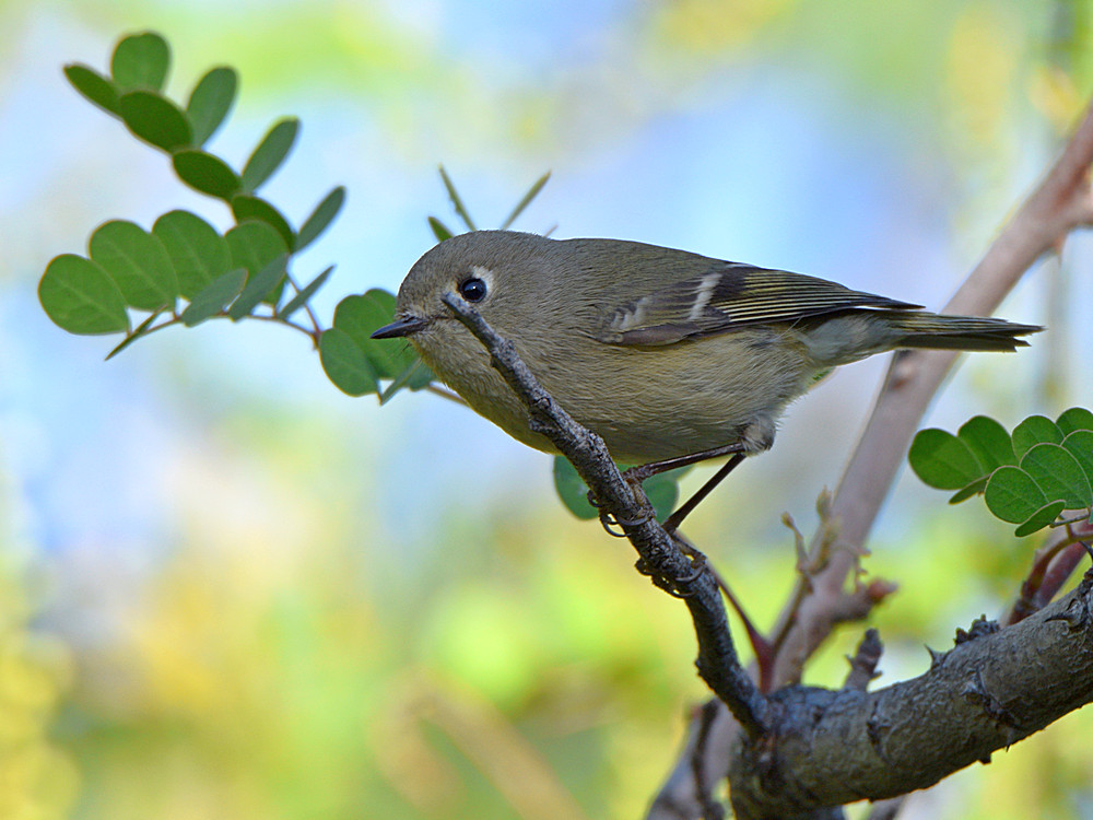 RubyCrownKinglet2.jpg