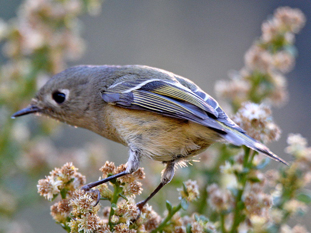 RubyCrownKinglet2.jpg