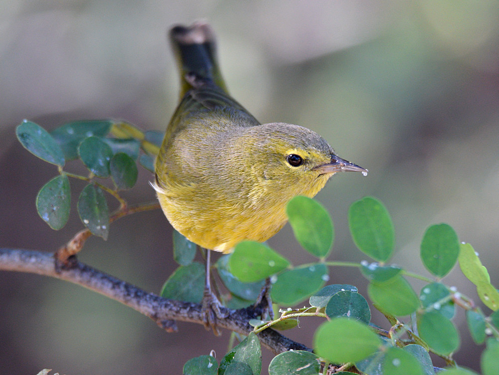 RubyCrownKinglet2.jpg