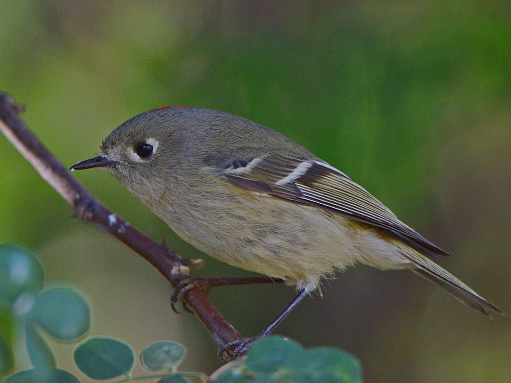 RubyCrownKinglet2.jpg