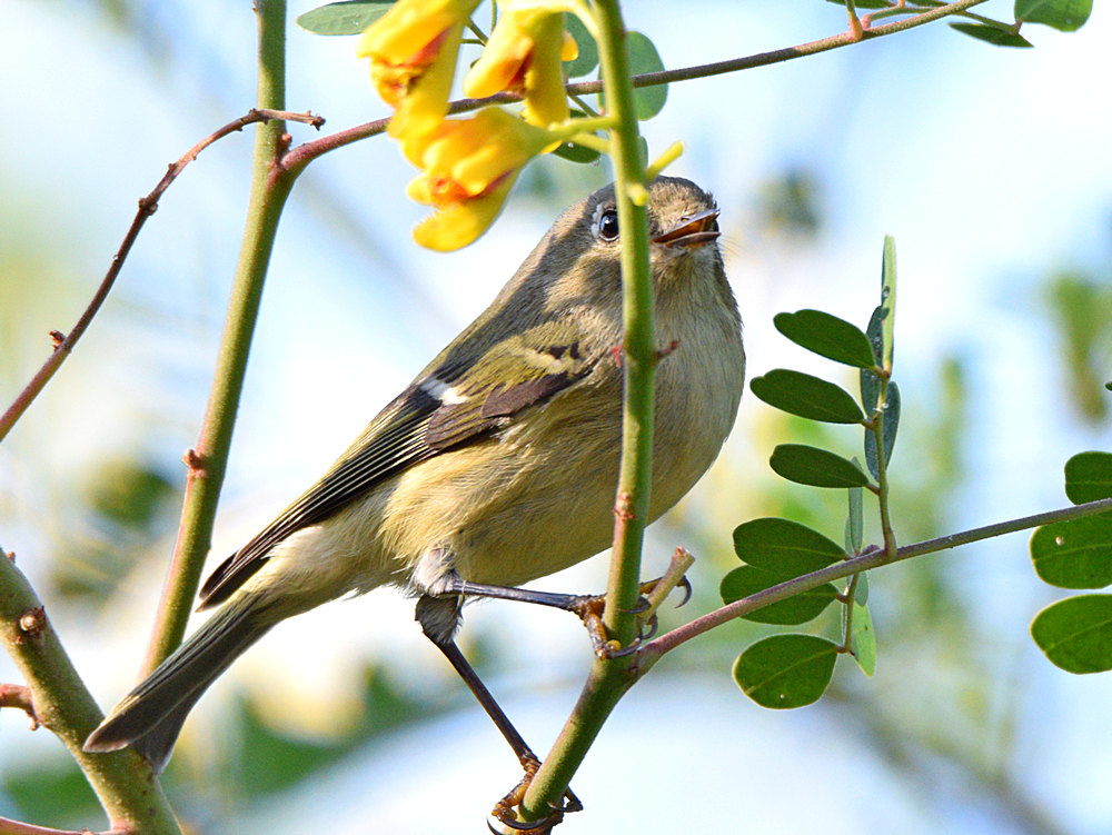 RubyCrownKinglet3.jpg