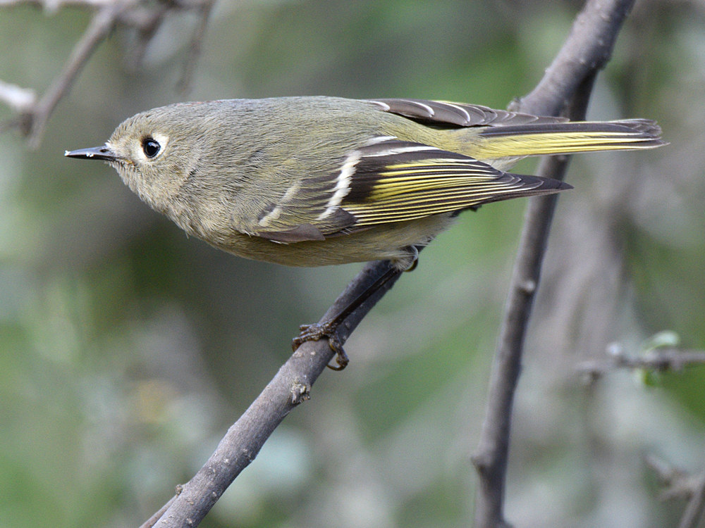 RubyCrownKinglet3.jpg