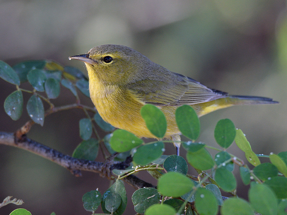 RubyCrownKinglet3.jpg