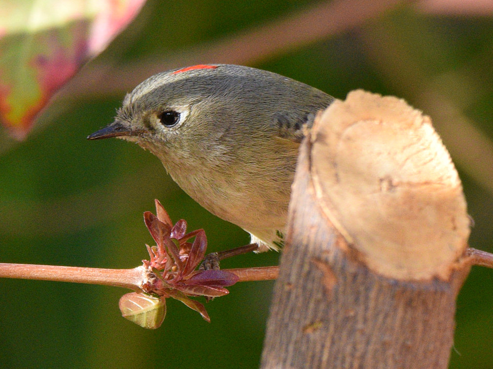 RubyCrownKinglet3.jpg