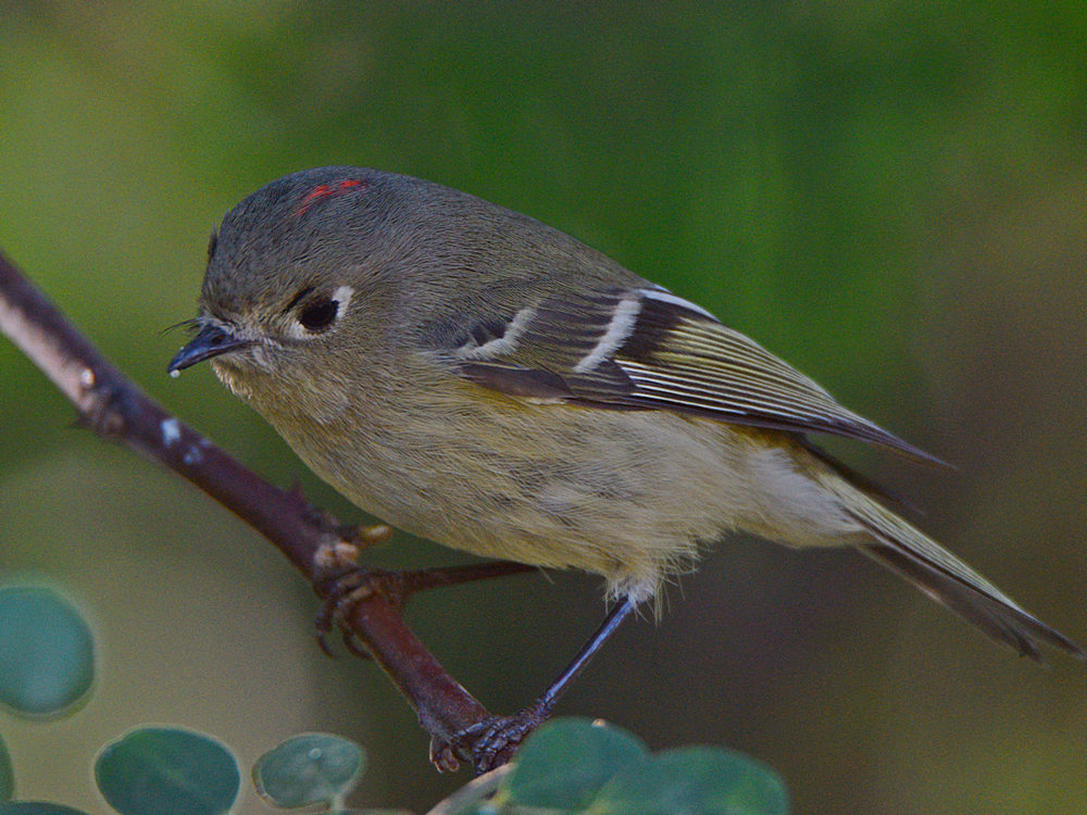 RubyCrownKinglet3.jpg