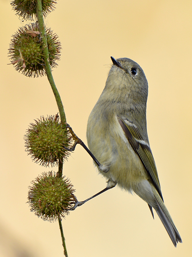 RubyCrownKinglet4.jpg