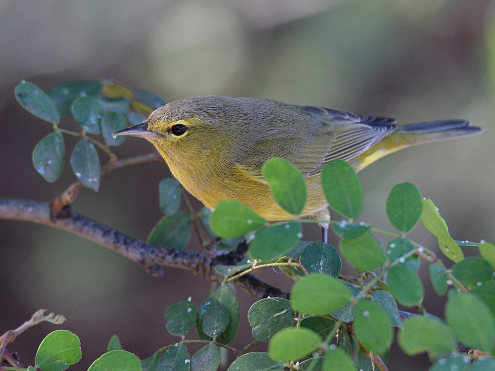 RubyCrownKinglet4.jpg