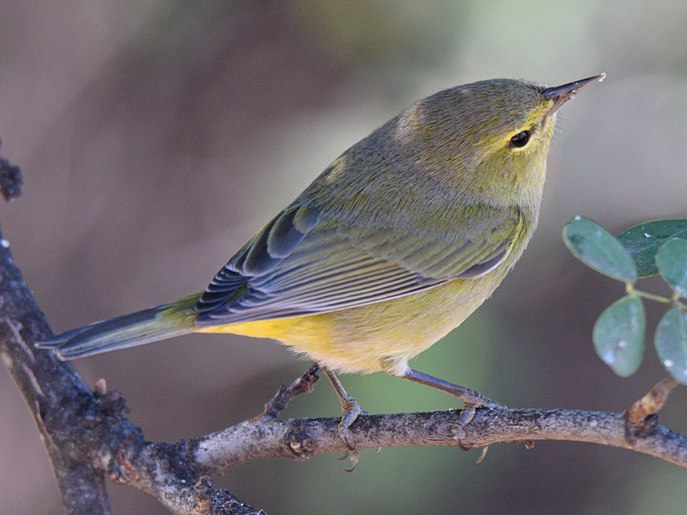 RubyCrownKinglet5.jpg