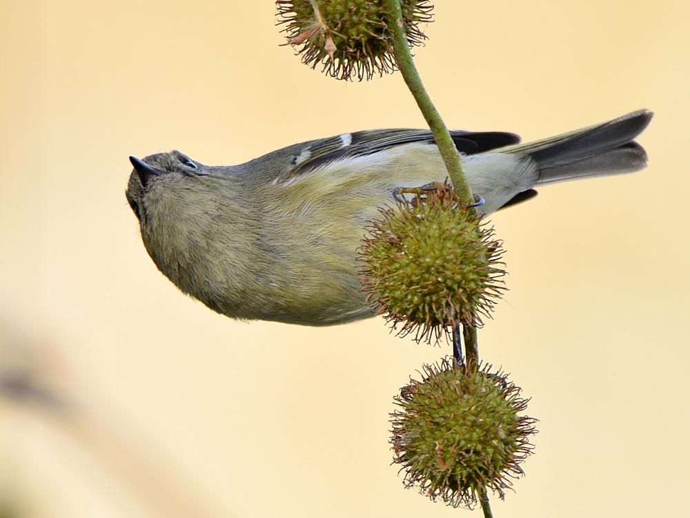 RubyCrownKinglet6.jpg