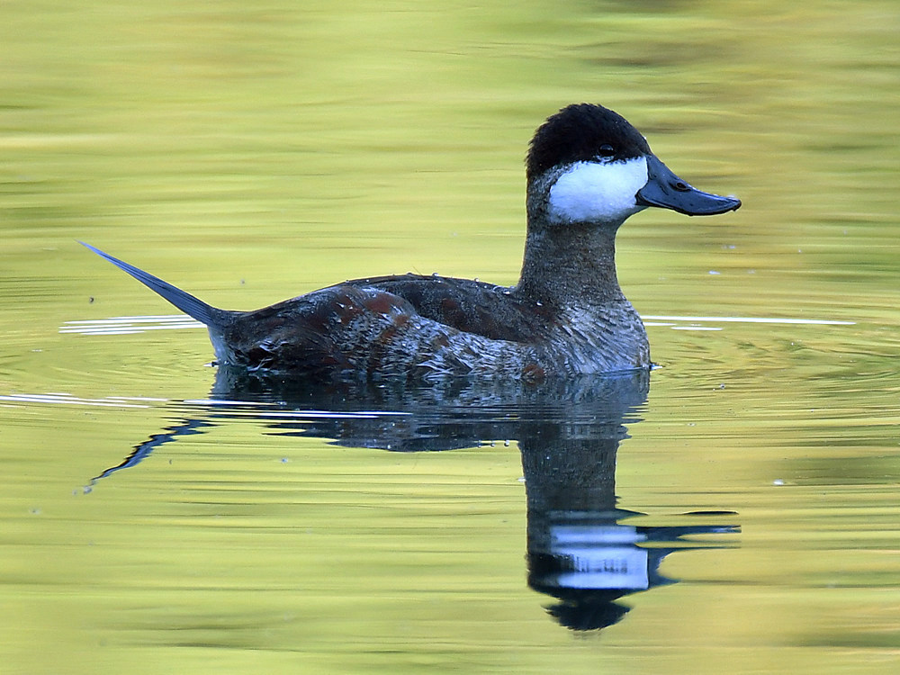 RuddyDuck.jpg