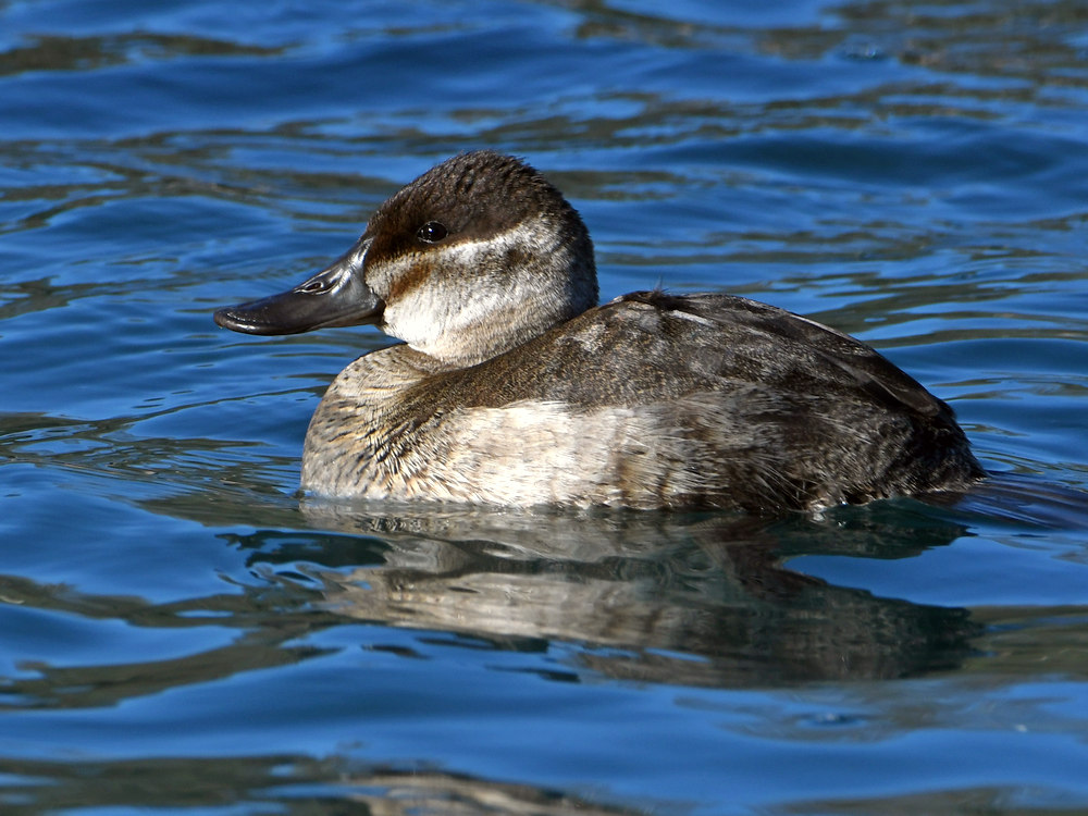 RuddyDuck.jpg