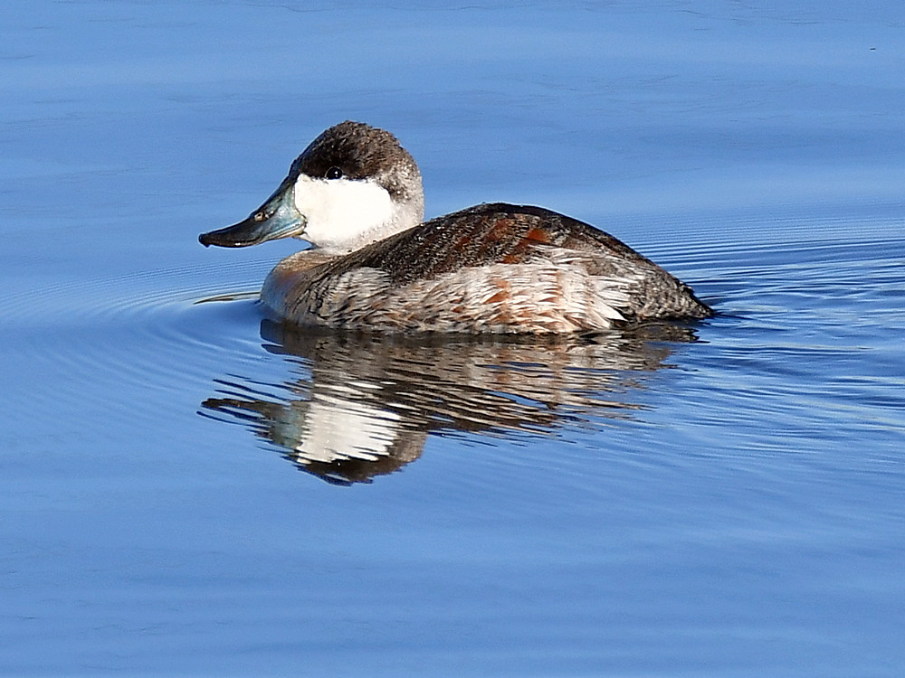 RuddyDuck2.jpg