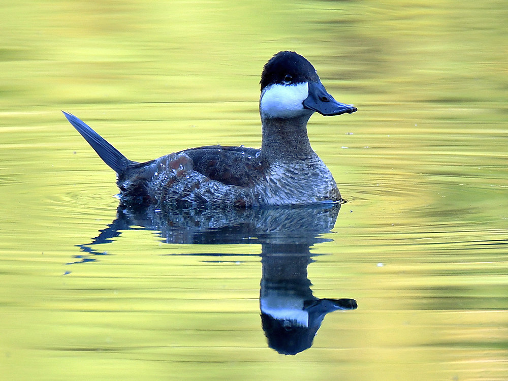 RuddyDuck3.jpg