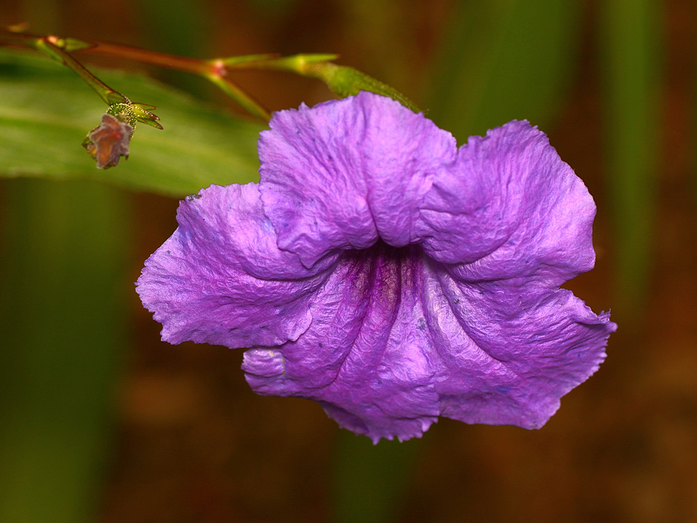 Ruellia.jpg